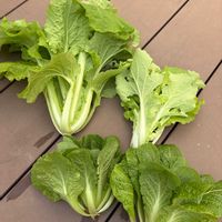 ナスタチウム,野菜,白菜,山東菜,山東菜の画像