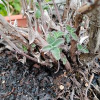 コモンセージ,家庭菜園,庭の画像