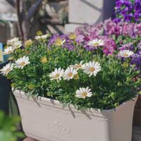 オステオスペルマム,キララ,キララホワイト,サントリー フラワーズの画像