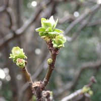 カリン,樹皮,カリンの実,公園散歩,トリの日の画像