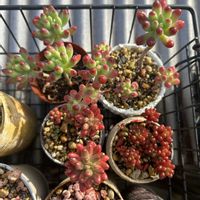 セダム,オーロラ,乙女心,都踊り,アップルベリーの画像