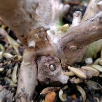 クリスマスローズ,ダイアンサス,ポピー,アナベルの画像