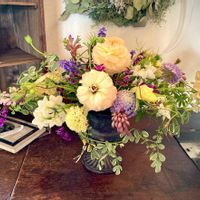 スイセン,チューリップ,ムスカリ,ラナンキュラス,カンガルーポーの画像