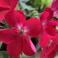 ゼラニウム,ゼラニウム,リビング,癒される,瑞々しいの画像