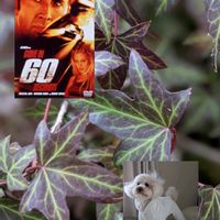 ハツユキカズラ,アイビー,カルーナ,寄せ植え,バラのある暮らしの画像