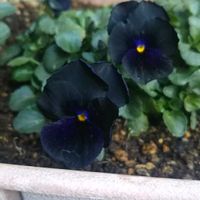 ナツズイセン,ブラックビオラ,ベロニカロイヤルキャンドル,新芽,花のある暮らしの画像