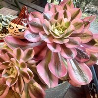 モウセンゴケ,パキポディウム・グラキリス,アルブカ コンコルディアナ,アルブカ コンコルディアナ,ラブリーローズの画像