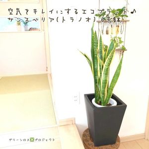 サンスベリア,サンスベリア,サンスベリア・ローレンティ,サンスベリア・ローレンティ,サンセベリアの画像