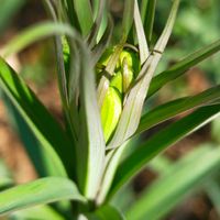 バイモ,山野草,目黒自然教育園の画像