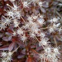 ユーパトリウム,これは何だろうなぁ。。,紫蘇の実,エノコログサ(猫じゃらし),東北人花の会の画像