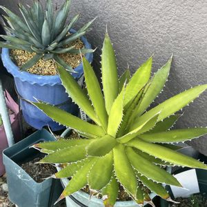 ガーデニング,ウッドデッキ,多肉箱,元気もんエケちゃん,元気もんアガベの画像