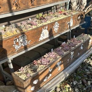 ガーデニング,ウッドデッキ,寄せ植え大好き,お迎え多肉,多肉箱の画像