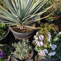 アセビ,ドウダンツツジ,トサミズキ,トサミズキ,ローダンセマムアフリカンアイズの画像