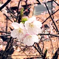 サクラ,ソメイヨシノ,ソメイヨシノ,ピンクの花,花散歩の画像