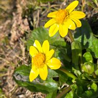 リュウキンカ,雑草,多年草,季節の花,春の香りの画像