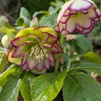 小松菜,クリスマスローズ ダブル,リボベジの画像