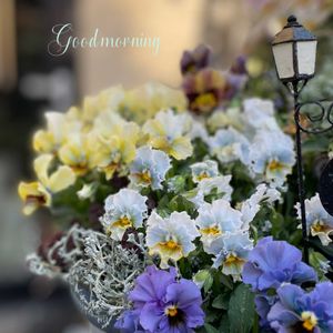 パンジー・ビオラ,神戸べっぴんさんビオラ,神戸べっぴんさん　オールドルーキー,寄せ植え,ナチュラルガーデンの画像