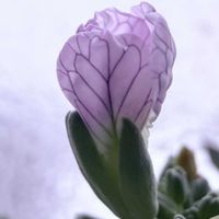 大根,赤大根,花壇,ガーデニング,野菜の花の画像