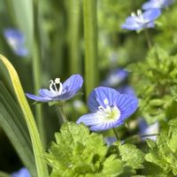 オオイヌノフグリ,ナズナ,タネツケバナ,小さな庭の画像