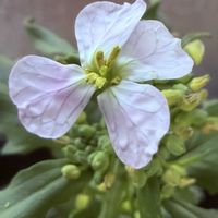 大根,赤大根,花壇,ガーデニング,野菜の花の画像