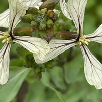 ルッコラ,ハーブ,花壇,ガーデニング,野菜の花の画像