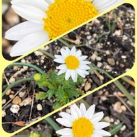 ほうれん草,サニーレタス,フラサバソウ,収穫,再生野菜の画像