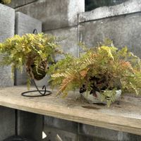 トキワシノブ,トキワシノブ,猫の手,シノブ,石化しのぶ(猫の手)の画像