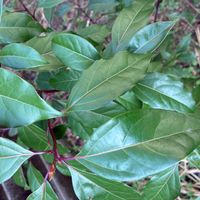 クスノキの画像