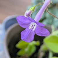 ストレプトカーパス,ダイモンジソウ,タンポポ ピンク,クレピスピンク,チーム愛知の画像