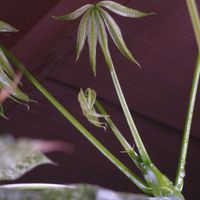 パキラ・ミルキーウェイ実生,観葉植物,インテリアグリーン,珍奇植物,風水の画像