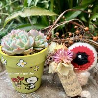 ローゼル,ビロード,エケベリア属,むっちり,どたま祭りの画像