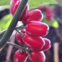 アオキ,赤い実,神戸布引ハーブ園,待つわ♪の画像