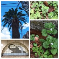 ヤシの木,フラサバソウ,さびの日の画像