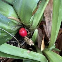 オモト,サクランボ,ネギ,iPhone撮影,植物大好きの画像