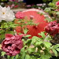 ボタン,牡丹美玉,鉢花,道の駅,２０２０年５月同期の画像