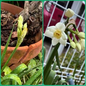 スイセン,白い花,自宅のお花,エントランスの画像