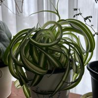 オリヅルラン,オリヅルラン ボニー,オリヅルラン ボニー,クルクル,斑入り。の画像