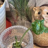 ワサビ,山わさびの葉っぱの画像