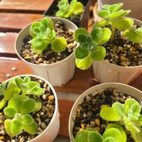 アロマティカスの画像