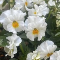 ライスフラワー,ガーデンシクラメン クレヨン,花日和 ふわたま,パルルージュ　ビオラ,パンジー　アルバルーチェの画像