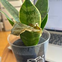 サンスベリアの画像