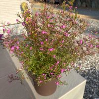 ボロニア・ピナータ,ピンク,水やり,防寒対策の画像