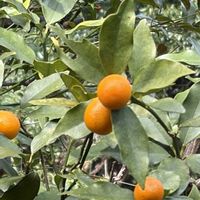キンカン,庭の画像