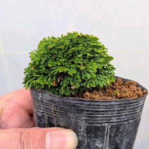 連山檜,盆栽,ミニ盆栽,盆栽苗木,まめ盆栽の画像