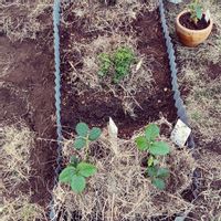 イチゴ,パセリ,おうち園芸,家庭菜園の画像
