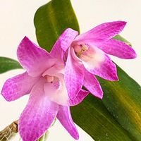 セッコク,セッコク 京紅,ラン科,石斛,京紅の画像