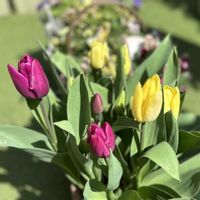 チューリップ,アーリースマイルチューリップ,ガーデニング,秋植え球根の画像