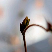 コデマリ,小手毬,小手毬(コデマリ),ミチタネツケバナ,道種漬花の画像