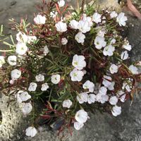 オレガノ,カリブラコア,葉牡丹,蝋梅,ラベーンダーの画像