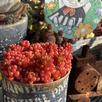 クリスマスローズ,ユキノシタ,レッドベリー,ポールデンシスアルビカンス,多肉植物の画像